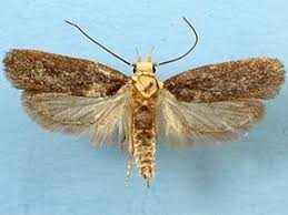 Attēlu rezultāti vaicājumam “Depressaria depressana”