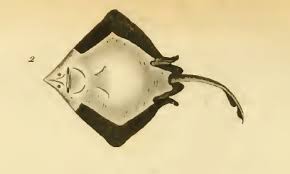 Image result for Rostroraja alba