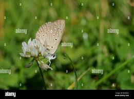 Attēlu rezultāti vaicājumam “Agrodiaetus amandus female”