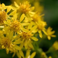 Attēlu rezultāti vaicājumam “Solidago virgaurea flower”