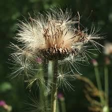 Attēlu rezultāti vaicājumam “Cirsium heterophyllum flower”