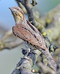 Image result for Jynx torquilla