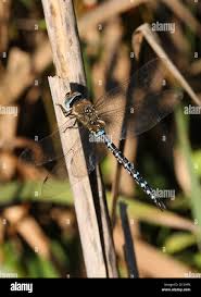 Attēlu rezultāti vaicājumam “Aeshna mixta male”