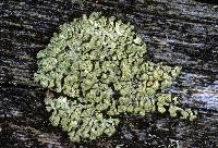 Attēlu rezultāti vaicājumam “Parmeliopsis ambigua”