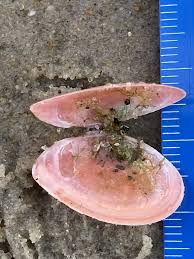 Attēlu rezultāti vaicājumam “Macoma baltica”