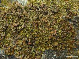 Attēlu rezultāti vaicājumam “Dermatocarpon luridum”