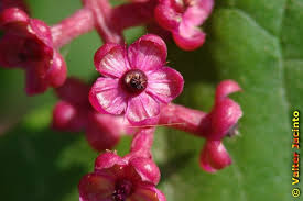 Attēlu rezultāti vaicājumam “Phytolaccaceae”