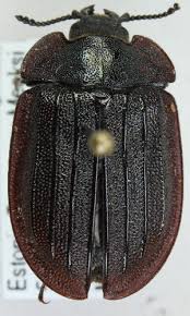 Attēlu rezultāti vaicājumam “Peltis grossa”