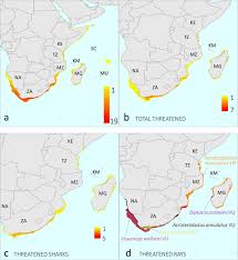 Image result for Acroteriobatus annulatus