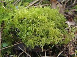 Attēlu rezultāti vaicājumam “Eurhynchium praelongum”