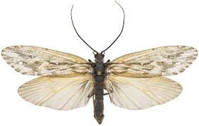 Attēlu rezultāti vaicājumam “Phryganeidae”