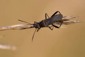 Attēlu rezultāti vaicājumam “Alydus calcaratus imago”