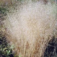 Attēlu rezultāti vaicājumam “Deschampsia cespitosa”