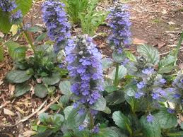 Attēlu rezultāti vaicājumam “Ajuga genevensis”