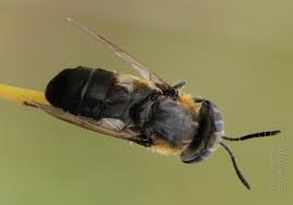 Attēlu rezultāti vaicājumam “Heptatoma pellucens”