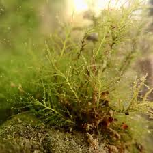 Attēlu rezultāti vaicājumam “Gymnocolea inflata”