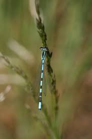 Attēlu rezultāti vaicājumam “Coenagrion hastulatum”