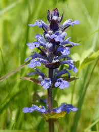 Attēlu rezultāti vaicājumam “Ajuga reptans flower”