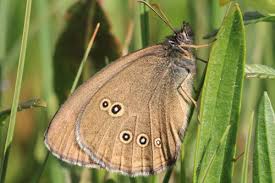 Attēlu rezultāti vaicājumam “Aphantopus hyperantus underside”