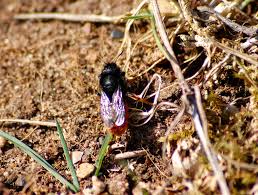 Attēlu rezultāti vaicājumam “Osmia bicolor”