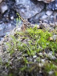 Attēlu rezultāti vaicājumam “Distichium capillaceum”