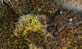 Attēlu rezultāti vaicājumam “Syntrichia”