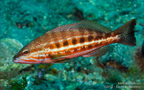 Image result for Lithognathus mormyrus