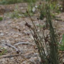 Attēlu rezultāti vaicājumam “Juncus capitatus fruit”