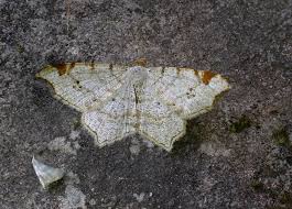 Attēlu rezultāti vaicājumam “Macaria notata”