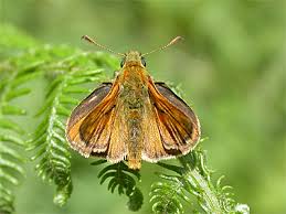 Attēlu rezultāti vaicājumam “Ochlodes sylvanus male”