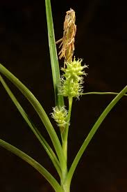 Attēlu rezultāti vaicājumam “Carex viridula flower”