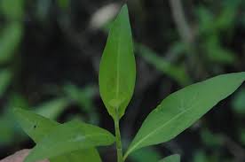 Attēlu rezultāti vaicājumam “Persicaria hydropiper leaf”