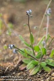 Attēlu rezultāti vaicājumam “Myosotis laxa subsp. baltica leaf”