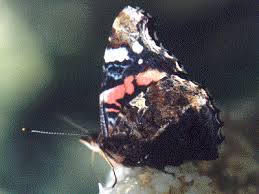 Attēlu rezultāti vaicājumam “Vanessa atalanta underside”