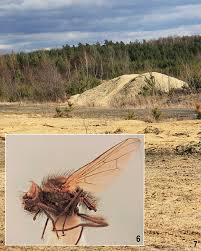 Attēlu rezultāti vaicājumam “Tetanops myopina”