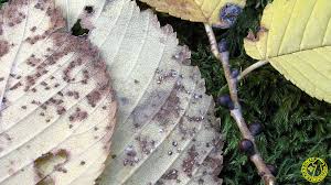 Attēlu rezultāti vaicājumam “Mycosphaerella ulmi”