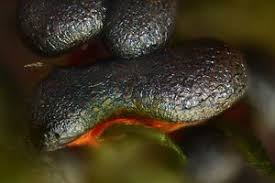 Attēlu rezultāti vaicājumam “Physarum psittacinum”