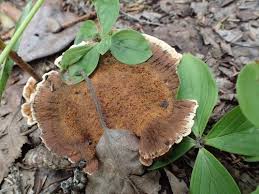 Attēlu rezultāti vaicājumam “Onnia tomentosa”