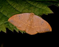 Attēlu rezultāti vaicājumam “Watsonalla binaria”