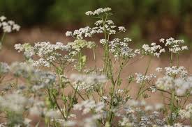 Attēlu rezultāti vaicājumam “Carum carvi flower”