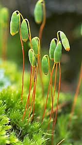 Attēlu rezultāti vaicājumam “Pohlia”