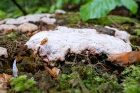 Attēlu rezultāti vaicājumam “Postia sericeomollis”