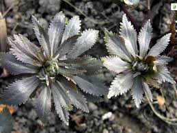 Attēlu rezultāti vaicājumam “Ranunculus cassubicus leaf”