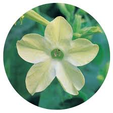 Image result for Nicotiana x sanderae `Perfume`F1