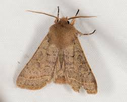 Attēlu rezultāti vaicājumam “Orthosia cerasi”