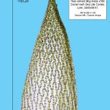 Attēlu rezultāti vaicājumam “Sphagnum quinquefarium”