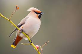 Attēlu rezultāti vaicājumam “Bombycilla garrulus adult”
