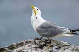 Attēlu rezultāti vaicājumam “Rissa tridactyla”