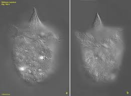 Attēlu rezultāti vaicājumam “Diderma subincarnatum sessile”