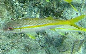 Image result for Pseudupeneus maculatus